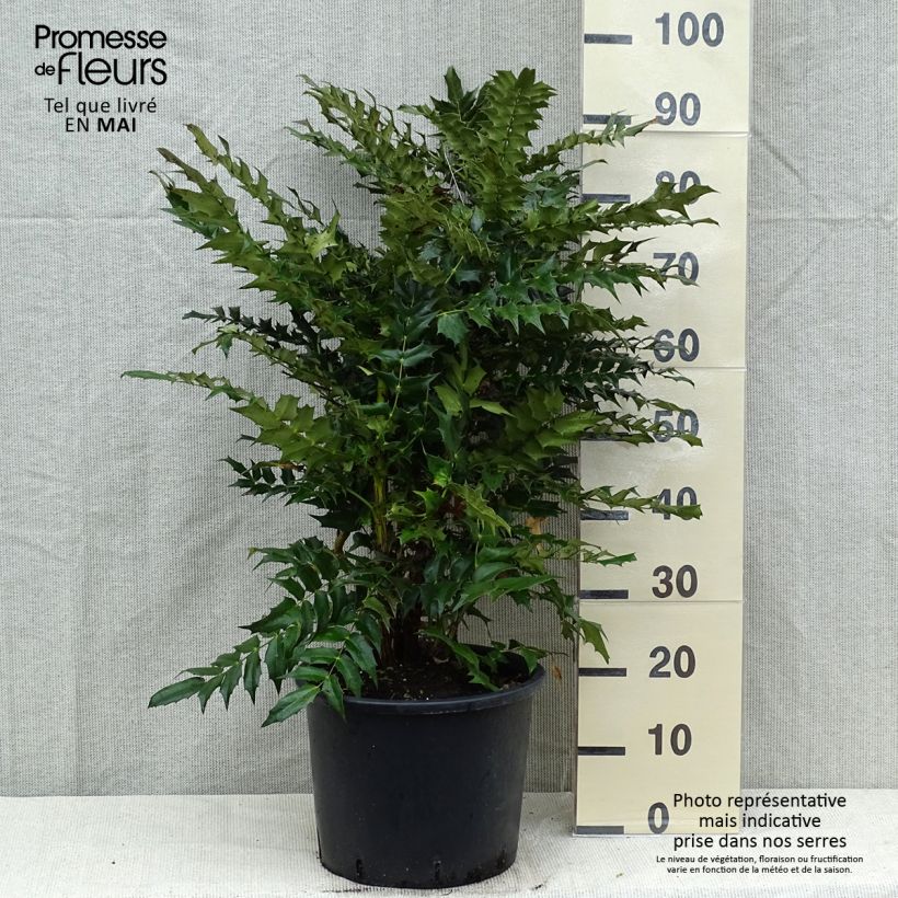 Example of Mahonia media Winter Sun Vaso da 7,5L/10L as you get in printemps