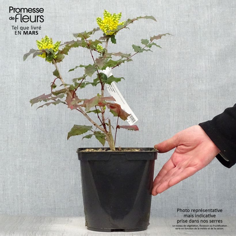 Example of Mahonia wagneri Pinnacle Vaso da 4L/5L as you get in printemps