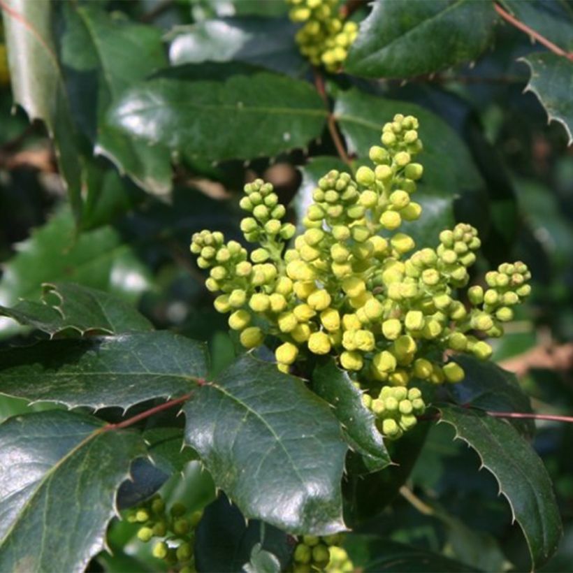 Mahonia wagneri Pinnacle (Flowering)