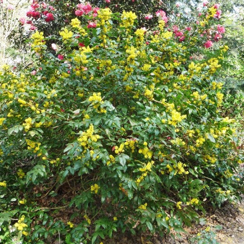 Mahonia wagneri Pinnacle (Plant habit)