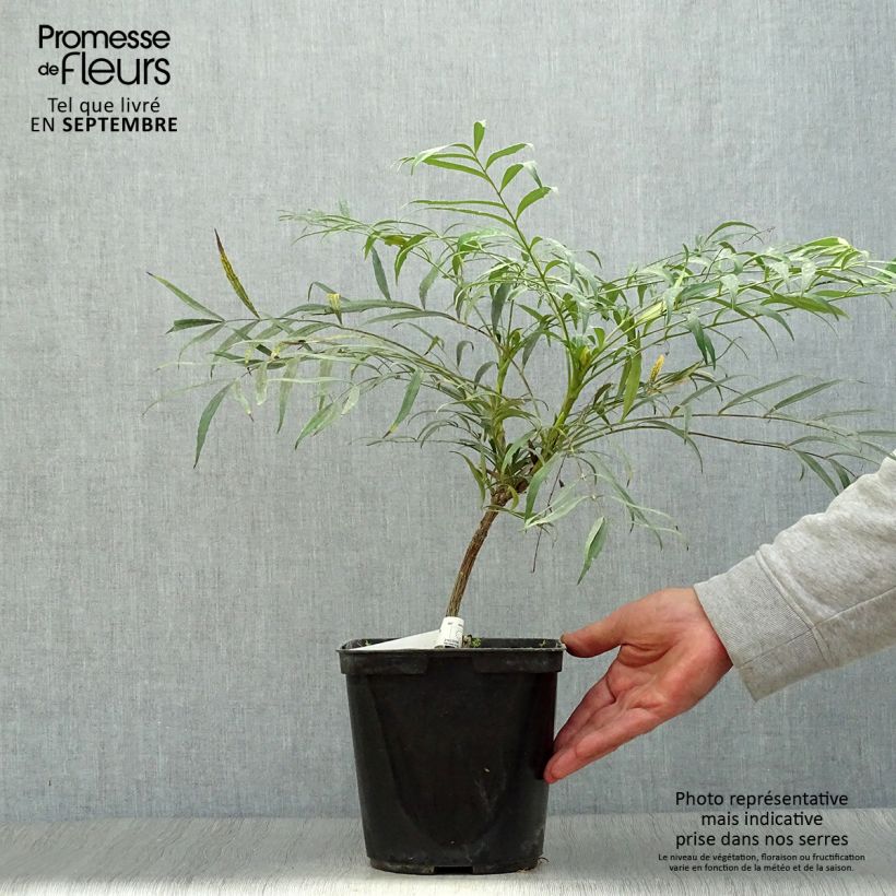 Esemplare di Mahonia eurybracteata Sweet Winter Vaso da 3L/4L come consegnato in autunno