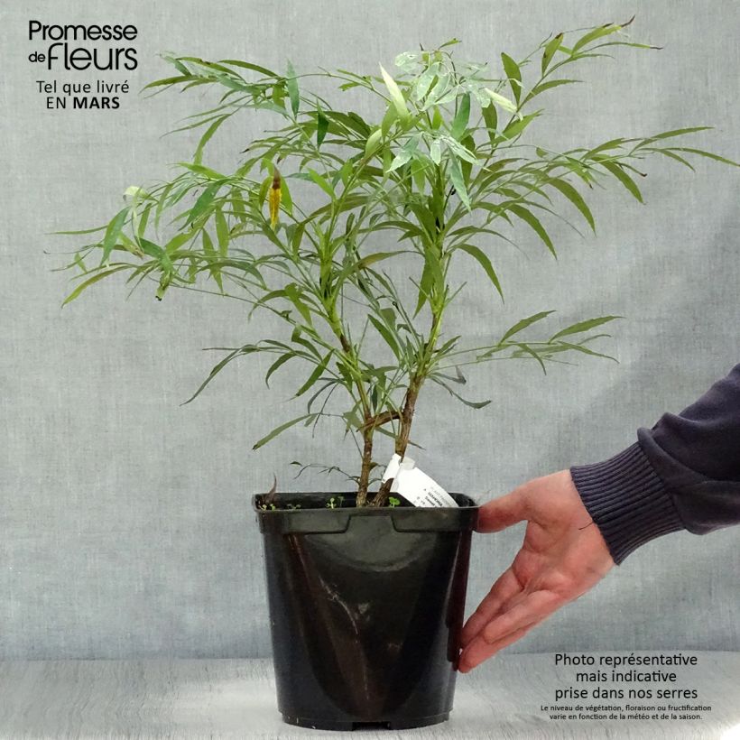 Example of Mahonia eurybracteata Sweet Winter Vaso da 3L/4L as you get in printemps