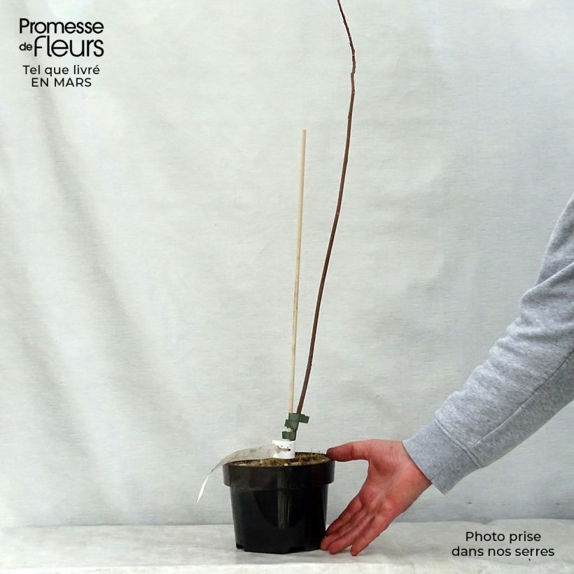 Example of Mallotus japonicus Vaso da 2L/3L as you get in printemps