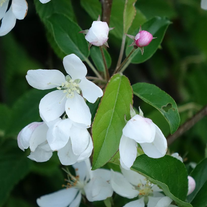Malus Comtesse De Paris - Melo da fiore (Fioritura)