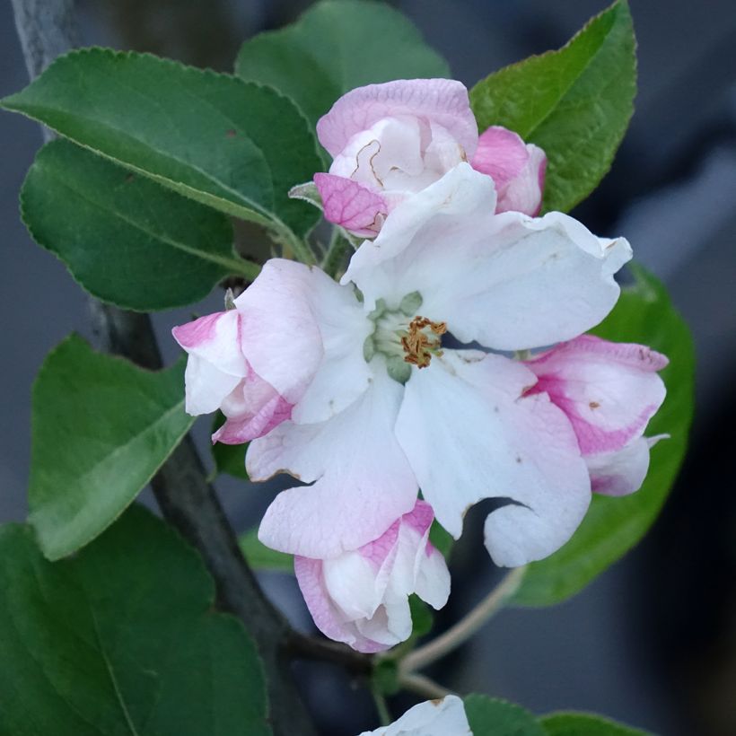 Melo Golden Noble (Fioritura)