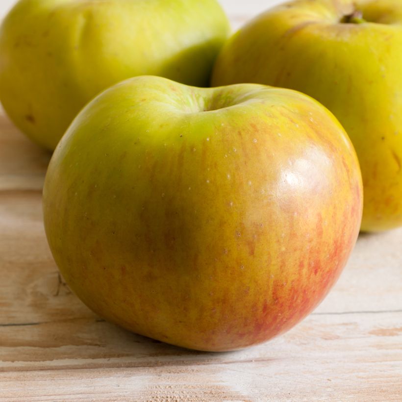 Melo Bramley's Seedling (Harvest)