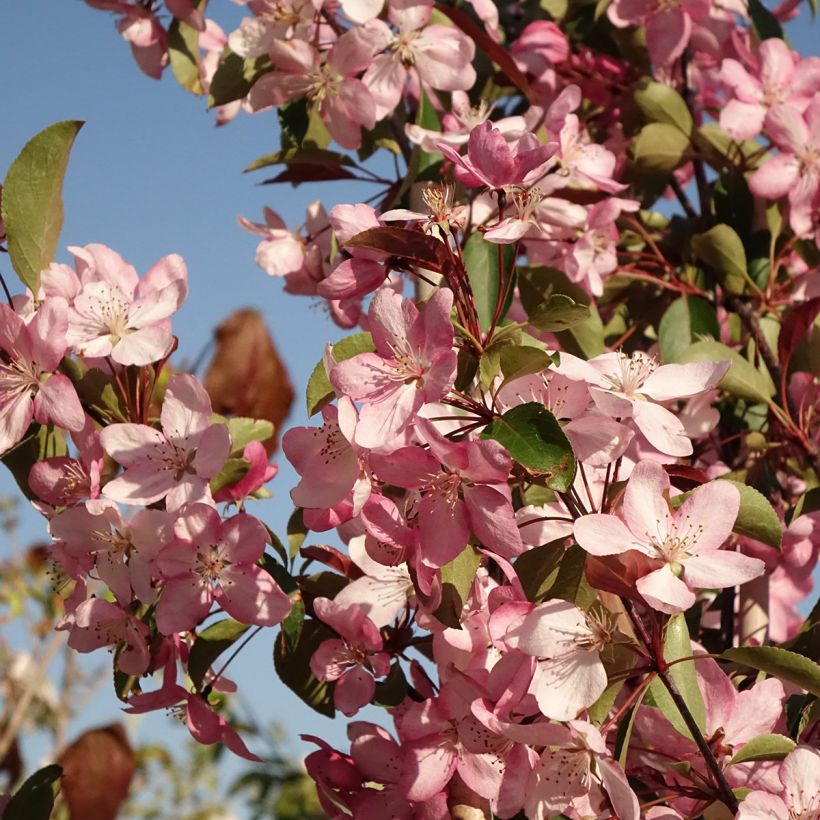 Malus Ola - Melo da fiore (Fioritura)