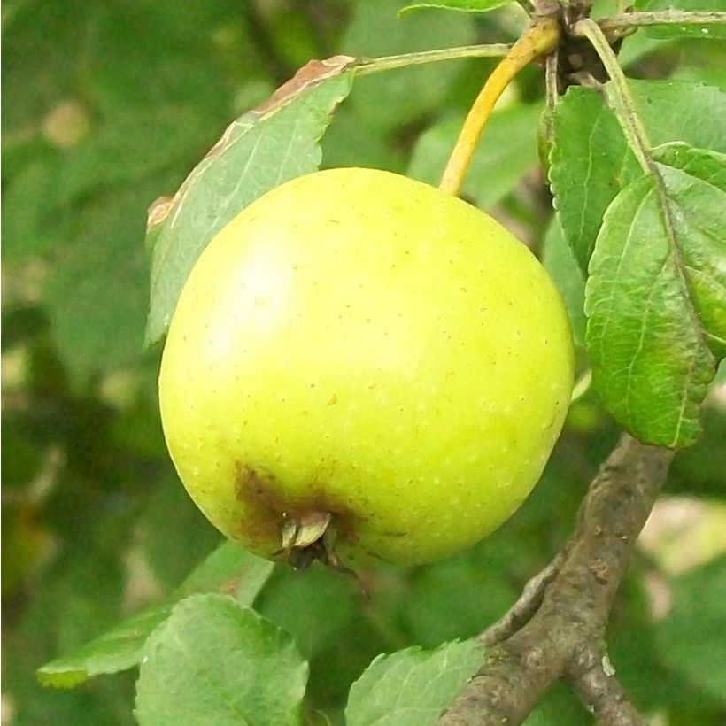 Malus sylvestris - Melo selvatico (Raccolta)