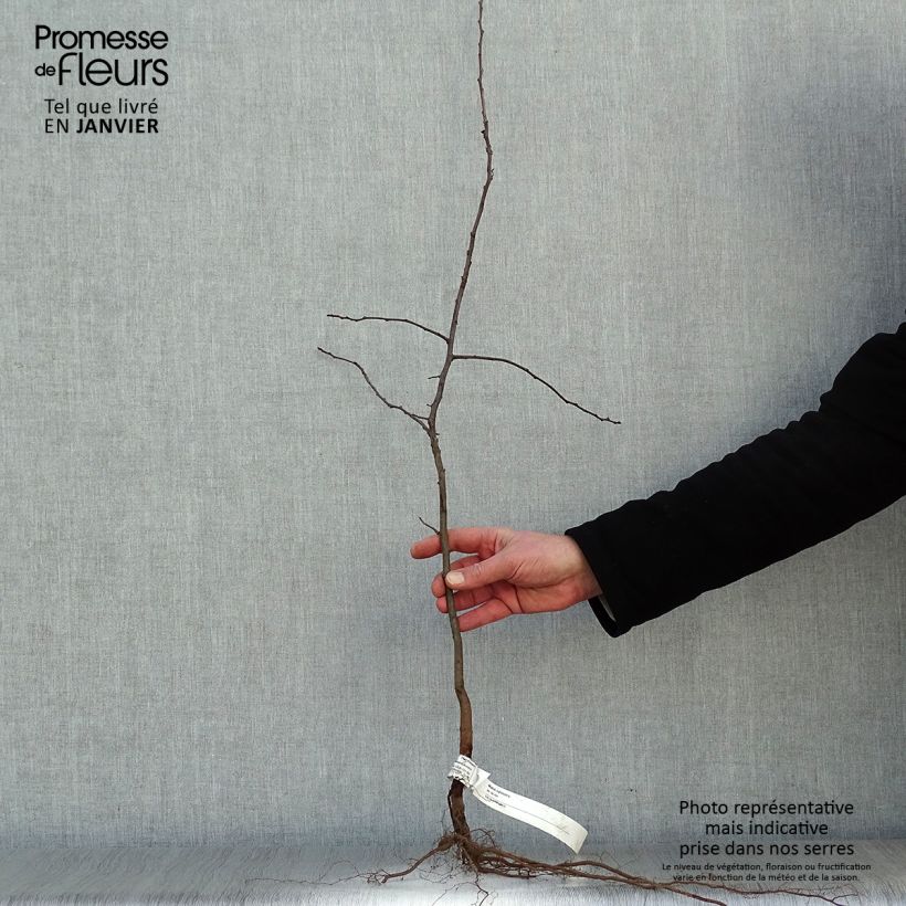 Malus sylvestris - Melo selvatico Piante piccole a radice nuda esemplare consegnato in inverno
