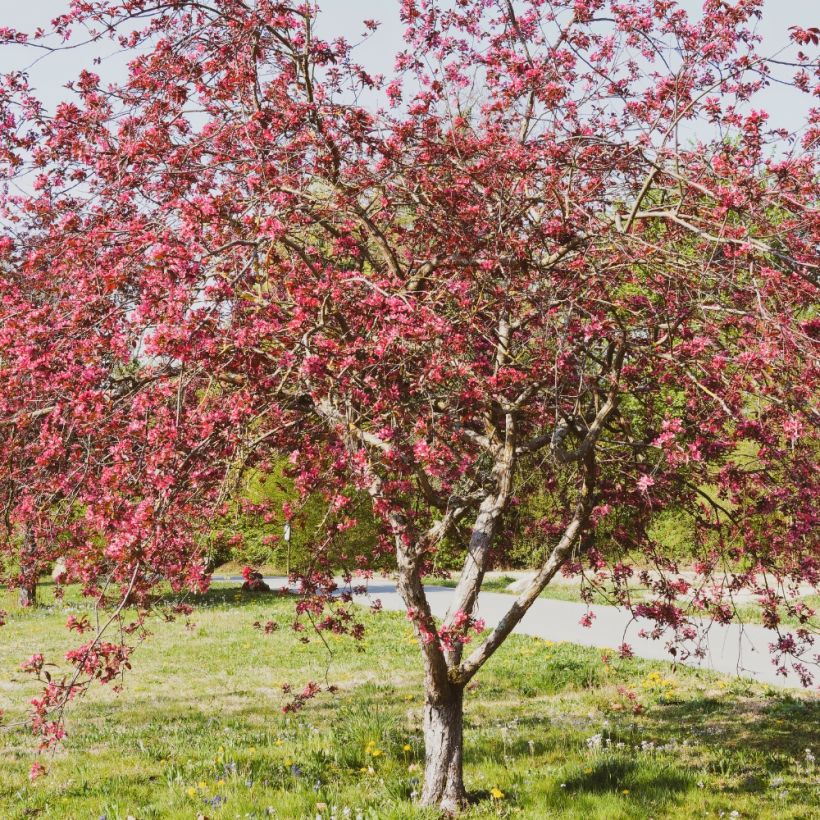 Malus Coccinella Courtarou - Melo da fiore (Plant habit)