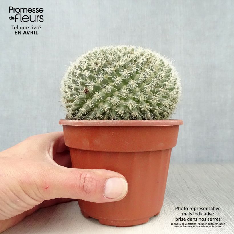 Mammillaria perbella Vaso da Ø 12 cm / 13 cm esemplare consegnato in primavera