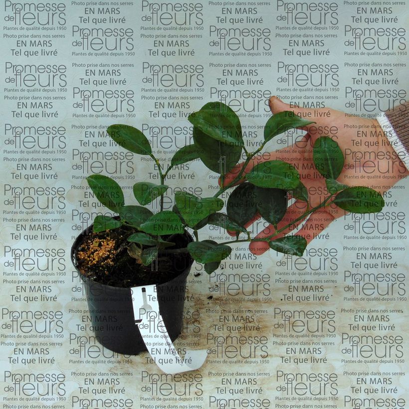 Esempio di esemplare Citrus reticulata Keraji - Mandarino Vaso da 1L/1,5L, A cespuglio come consegnato