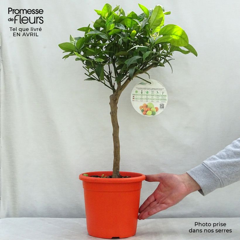 Example of Citrus reticulata subsp. unshiu - Mandarino satsuma Vaso da 4L/5L, Vaso impalcato basso as you get in printemps