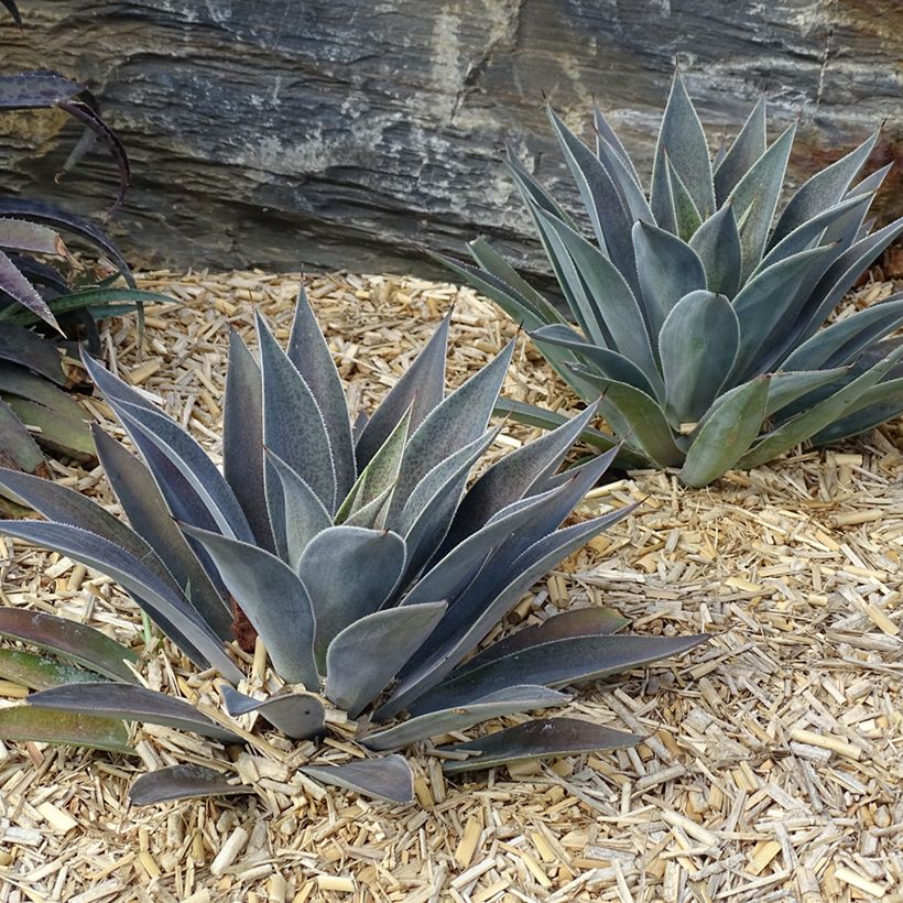 Mangave Lavender Lady (Porto)