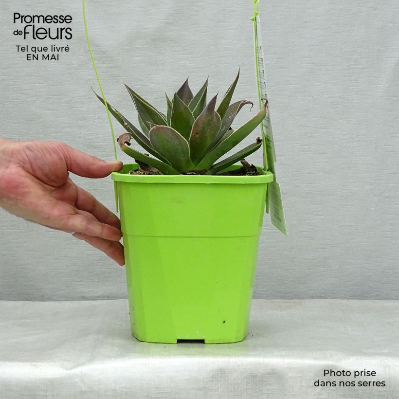 Mangave Lavender Lady Vaso da 3L/4L esemplare consegnato in primavera