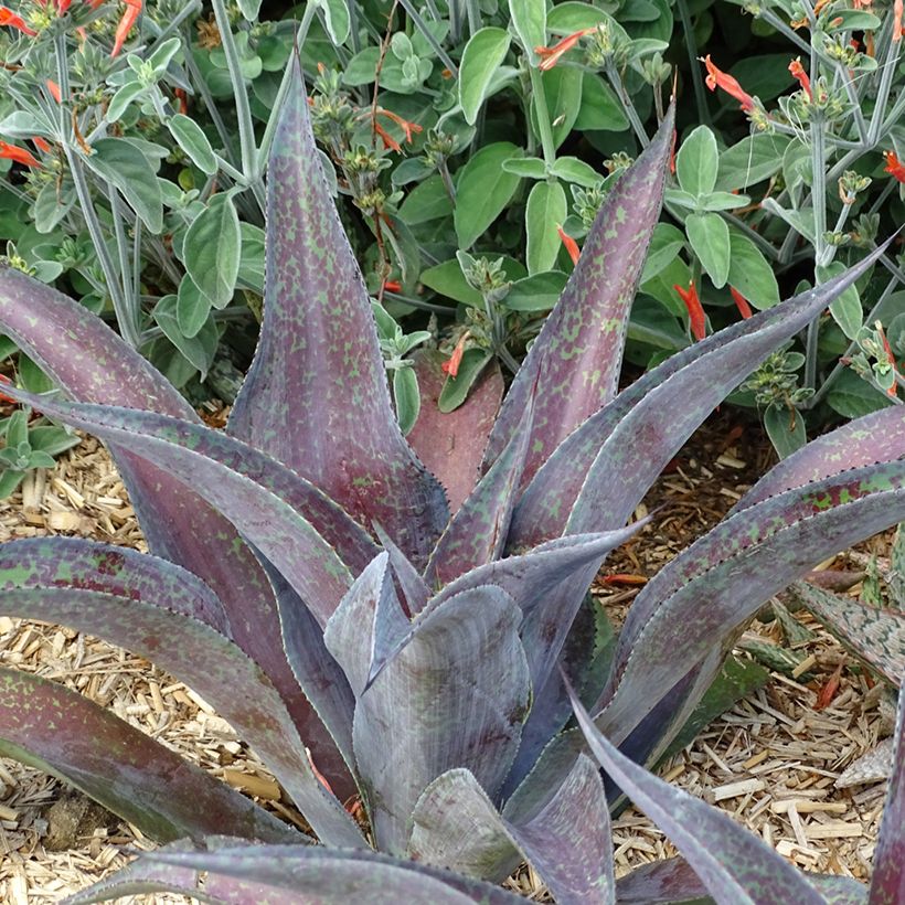 Mangave Mission to Mars (Porto)