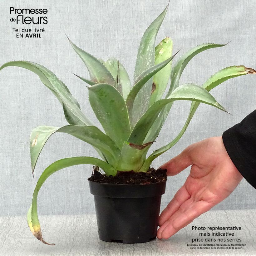 Mangave Mission to Mars Vaso da 1L/1,5L esemplare consegnato in primavera