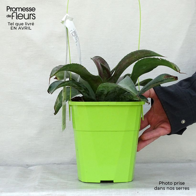 Mangave Mission to Mars Vaso da 4L/5L esemplare consegnato in primavera