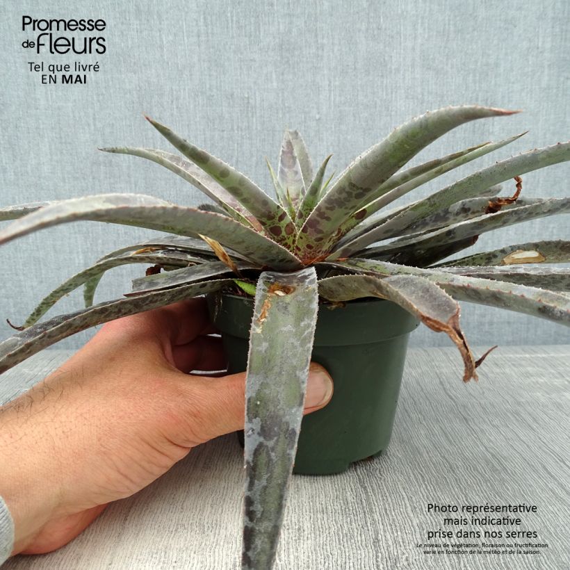 Example of Mangave Moonglow Vaso da 1L/1,5L as you get in printemps