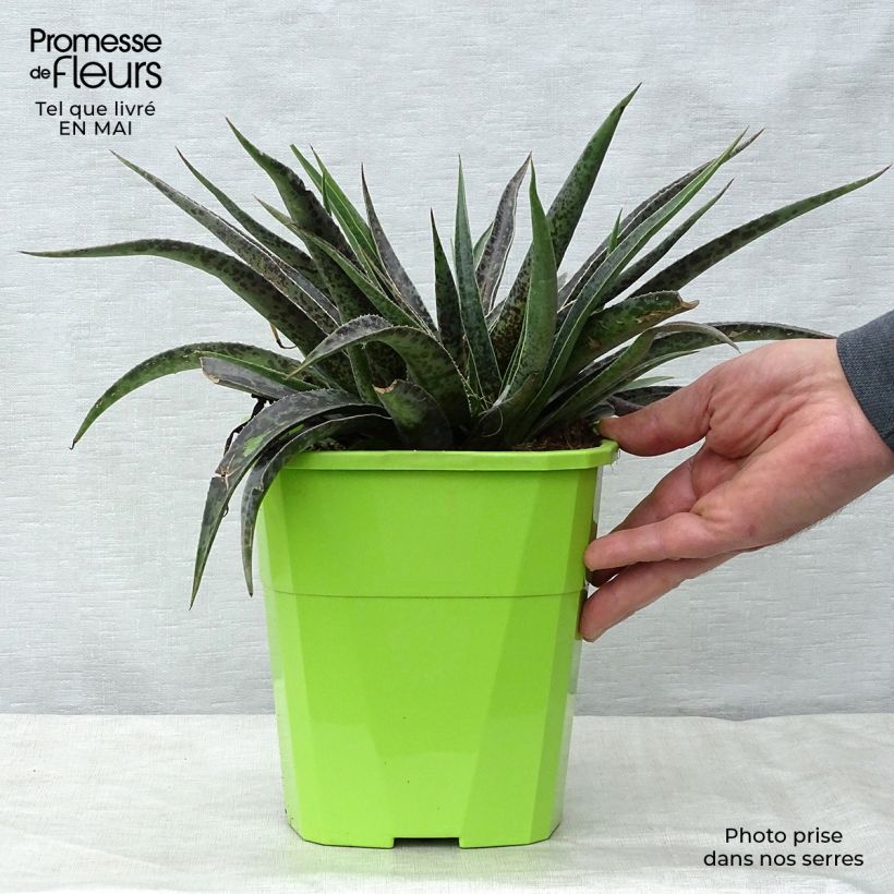 Example of Mangave Moonglow Vaso da 3L/4L as you get in printemps