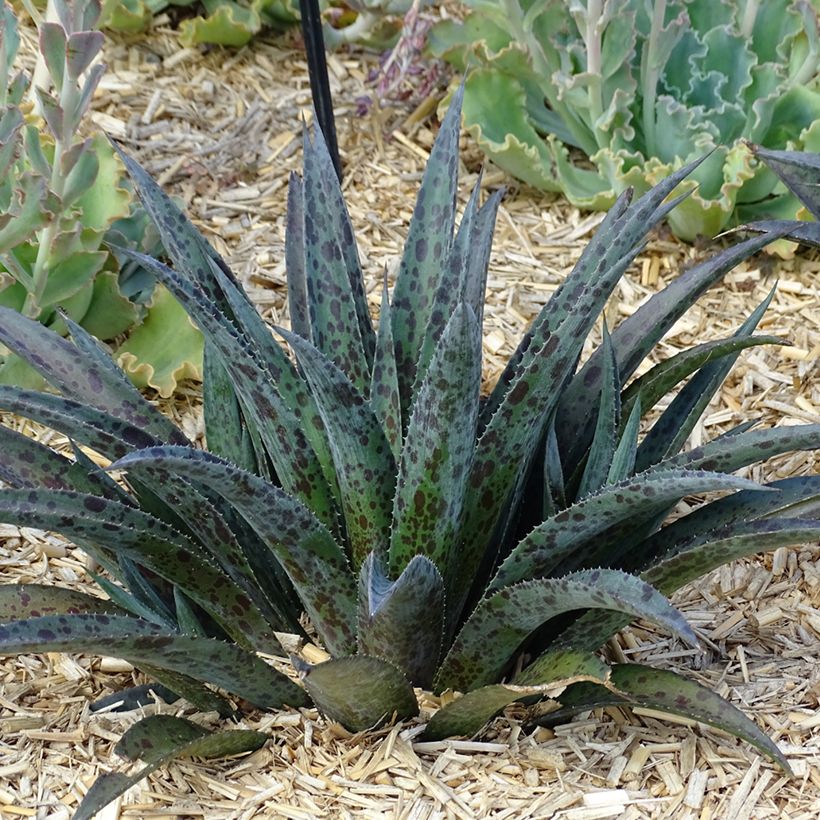 Mangave Pineapple Express (Plant habit)