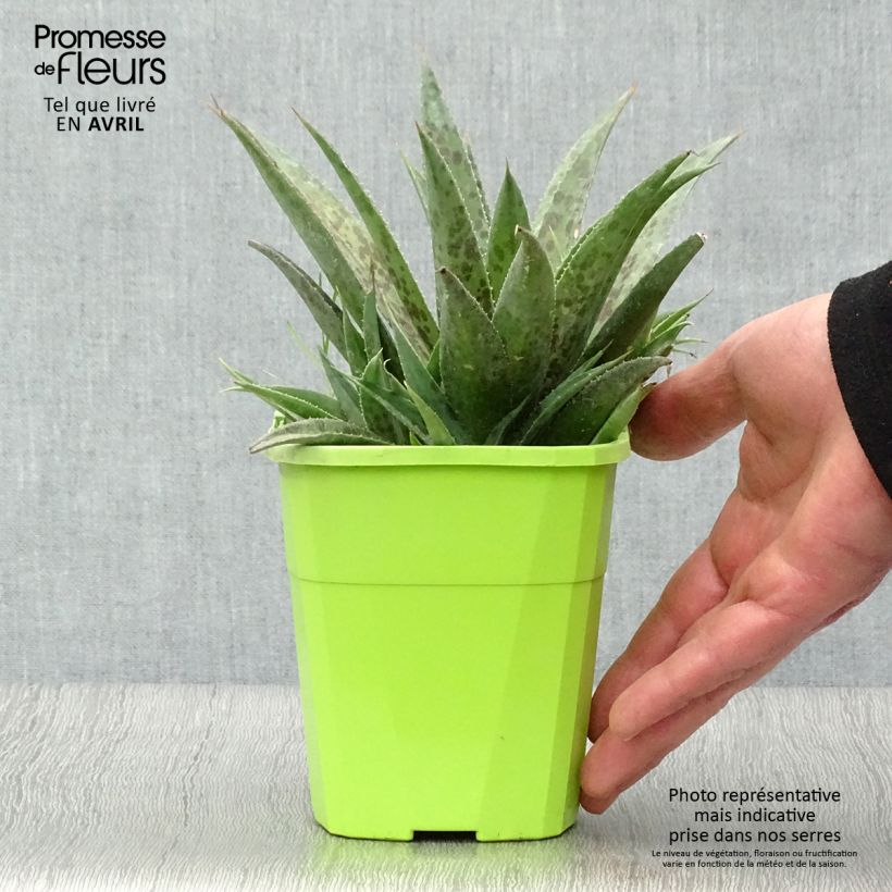 Example of Mangave Pineapple Express Vaso da 1L/1,5L as you get in printemps