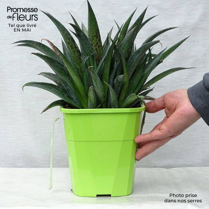 Example of Mangave Pineapple Express Vaso da 3L/4L as you get in printemps