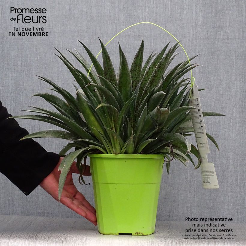 Esemplare di Mangave Pineapple Express Vaso da 3L/4L come consegnato in autunno