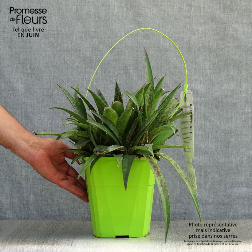 Esemplare di Mangave Pineapple Express Vaso da 3L/4L consegnato in estate