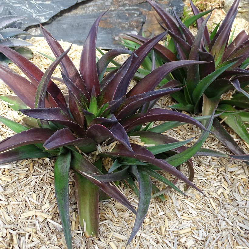 Mangave Redwing (Plant habit)