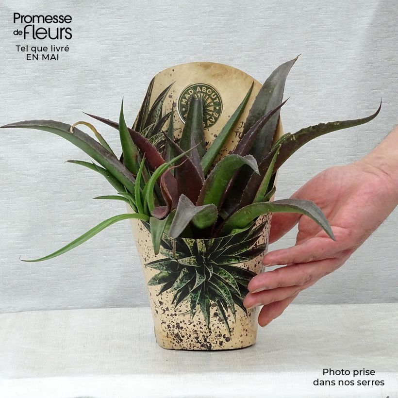 Example of Mangave Redwing Vaso da 1L/1,5L as you get in printemps