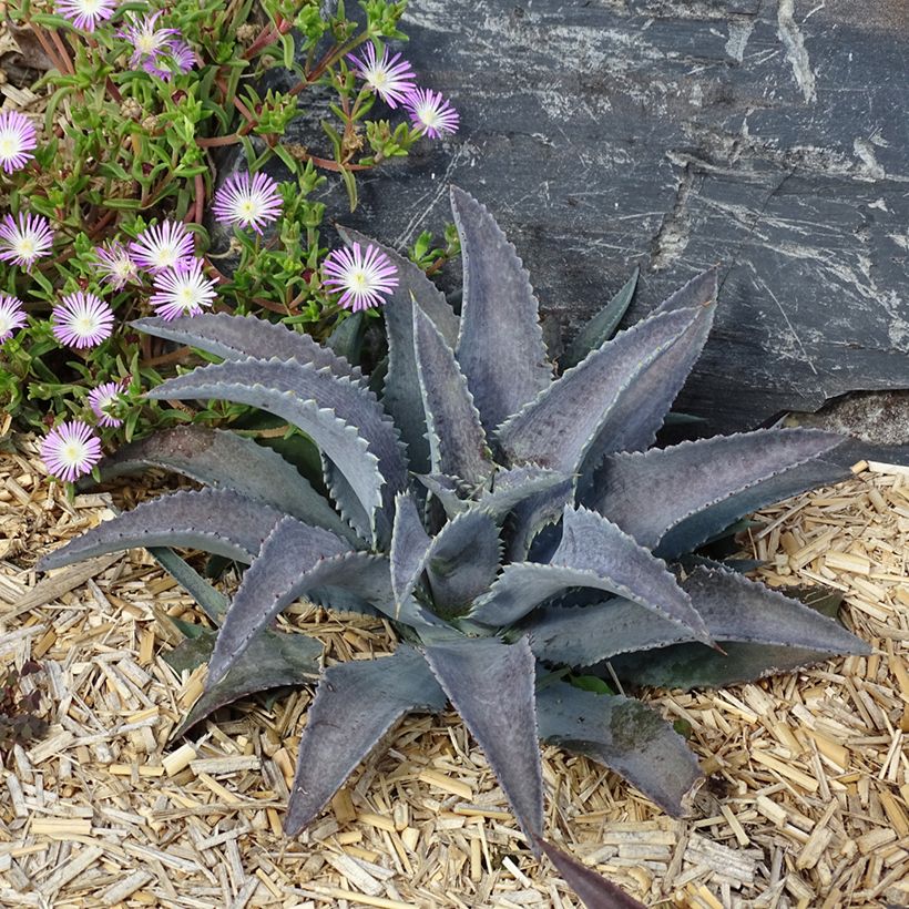 Mangave Silver Fox (Porto)