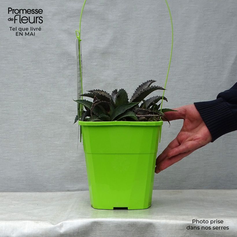 Mangave Silver Fox Vaso da 3L/4L esemplare consegnato in primavera