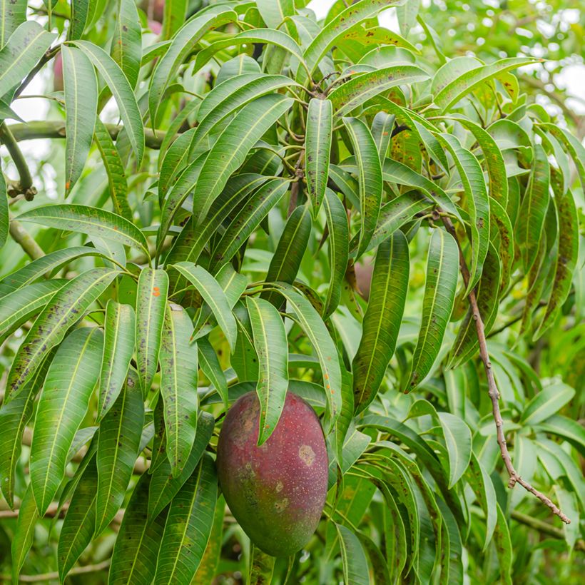 Mango Irwin - Mangifera indica (Fogliame)