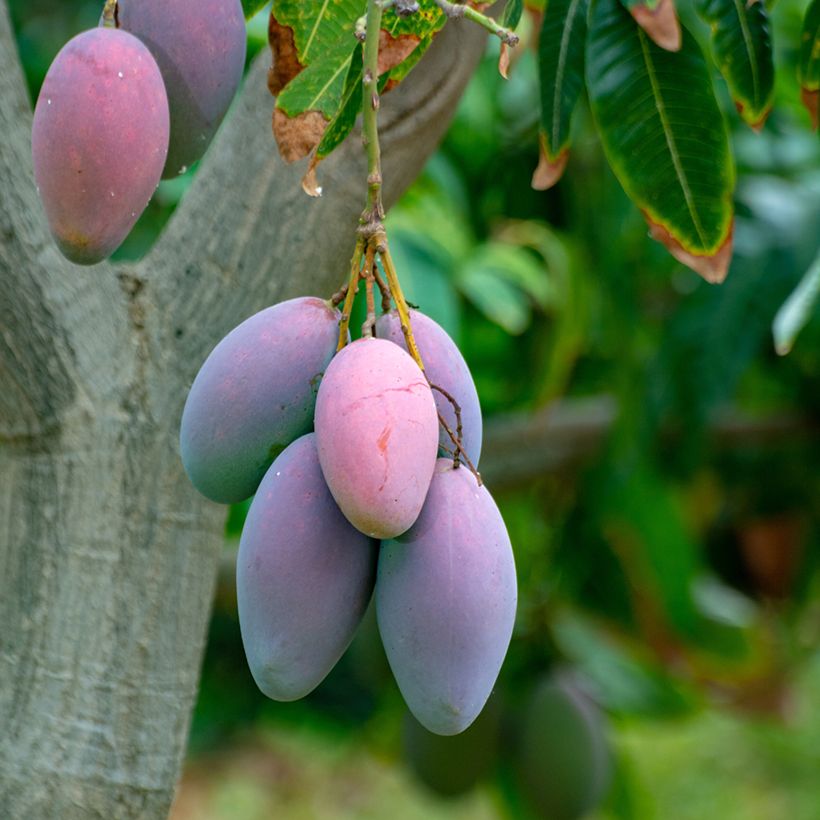 Mango Irwin - Mangifera indica (Raccolta)