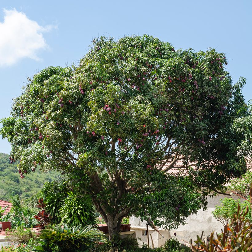 Mango Irwin - Mangifera indica (Porto)