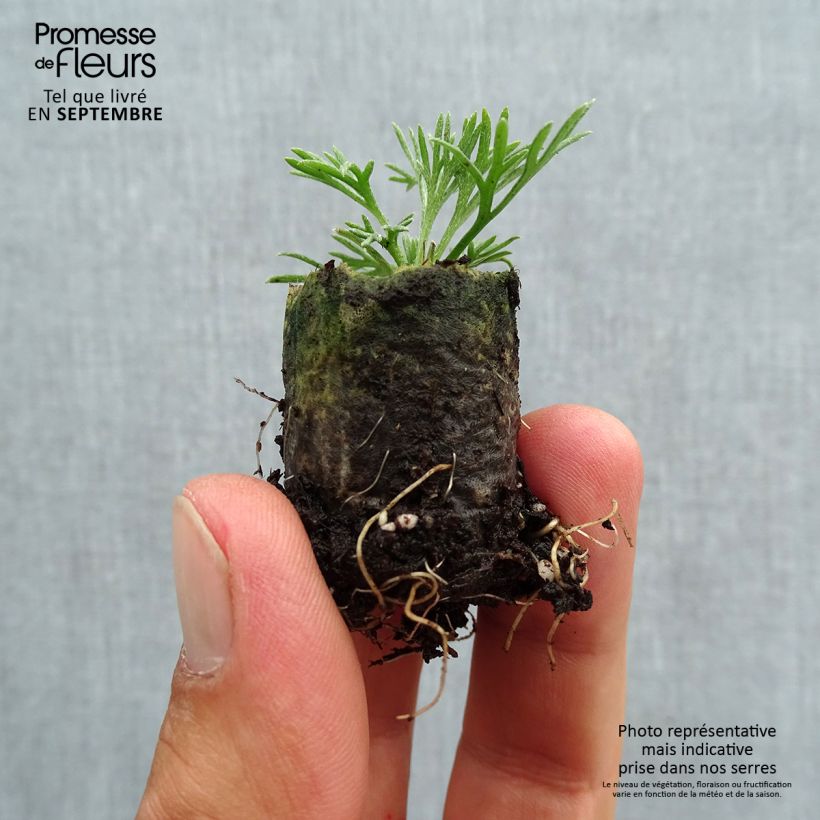 Esemplare di Rhodanthemum hosmariense African Rose mini zolla... come consegnato in autunno