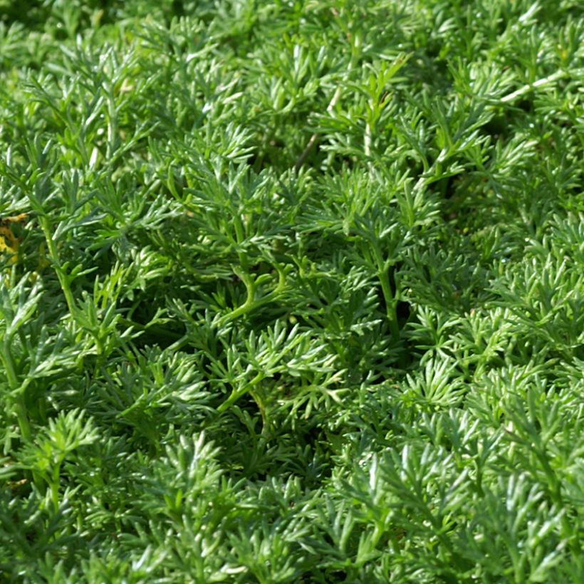 Matricaria tchihatchewii (Fogliame)