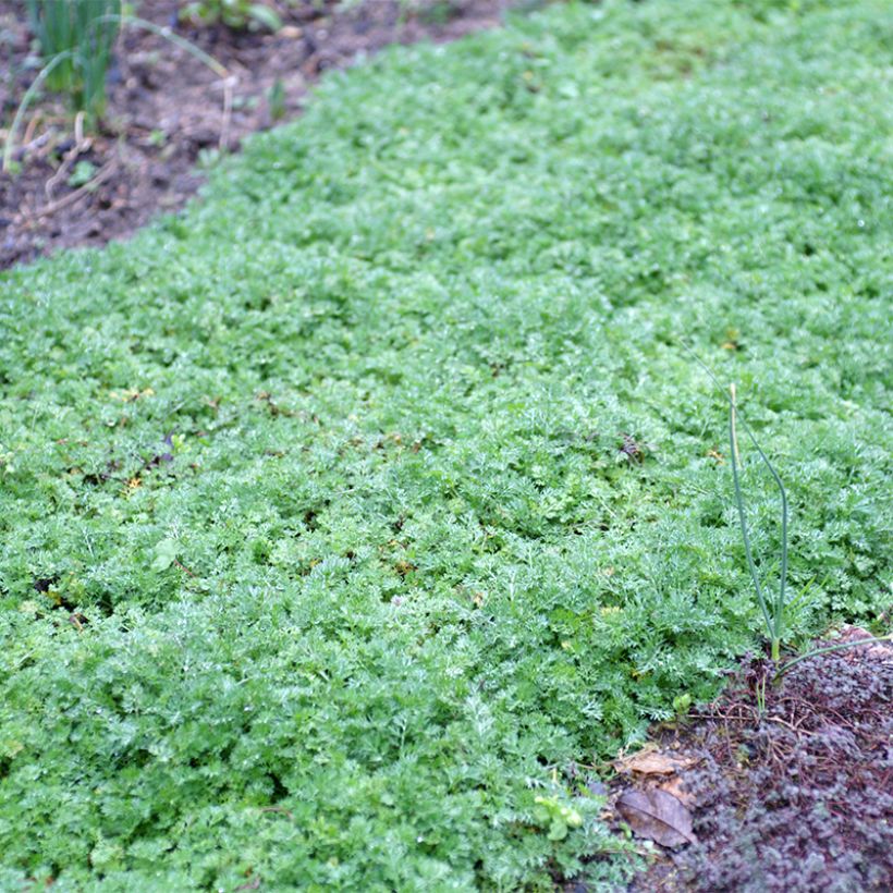 Matricaria tchihatchewii (Porto)