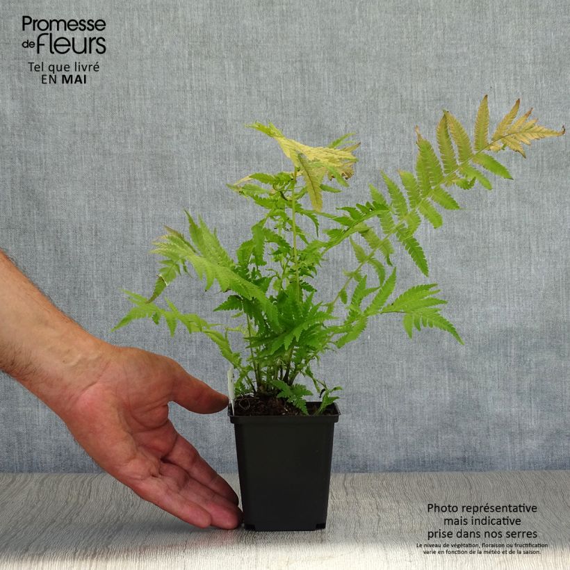 Matteuccia struthiopteris var. pensylvanica - Felce penna di struzzo Vasetto da 8/9 cm esemplare consegnato in primavera