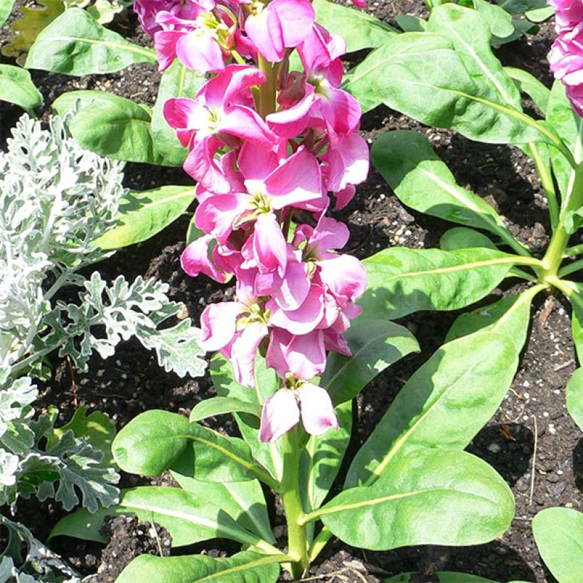 Matthiola incana - Violaciocca rossa (Porto)