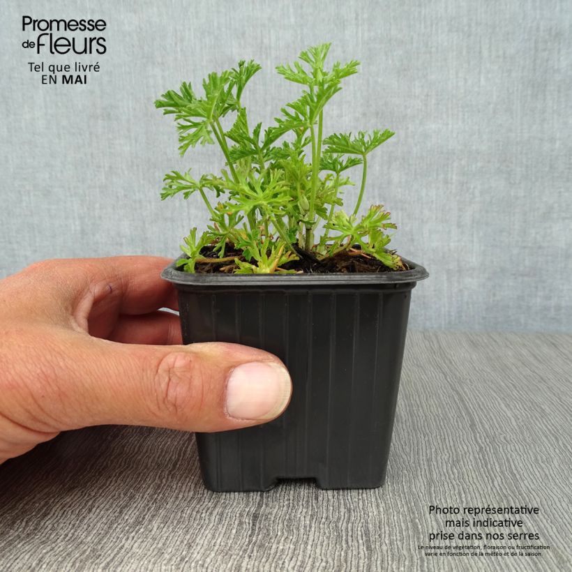 Malva moschata Alba - Malva muschiata Vasetto da 7/8 cm esemplare consegnato in primavera