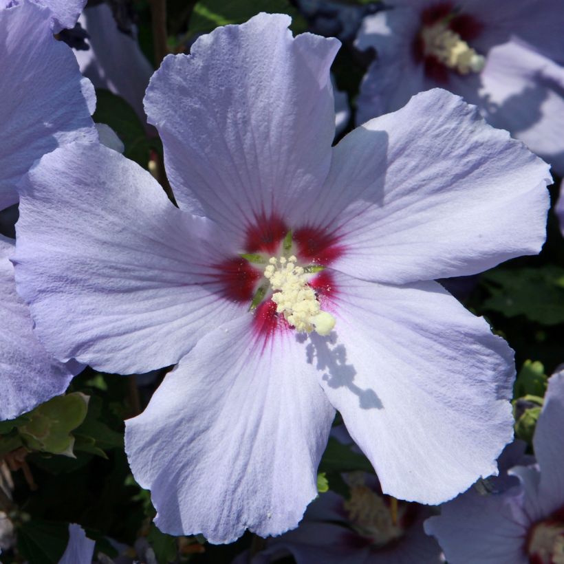 Hibiscus syriacus Azurri - Ibisco (Flowering)