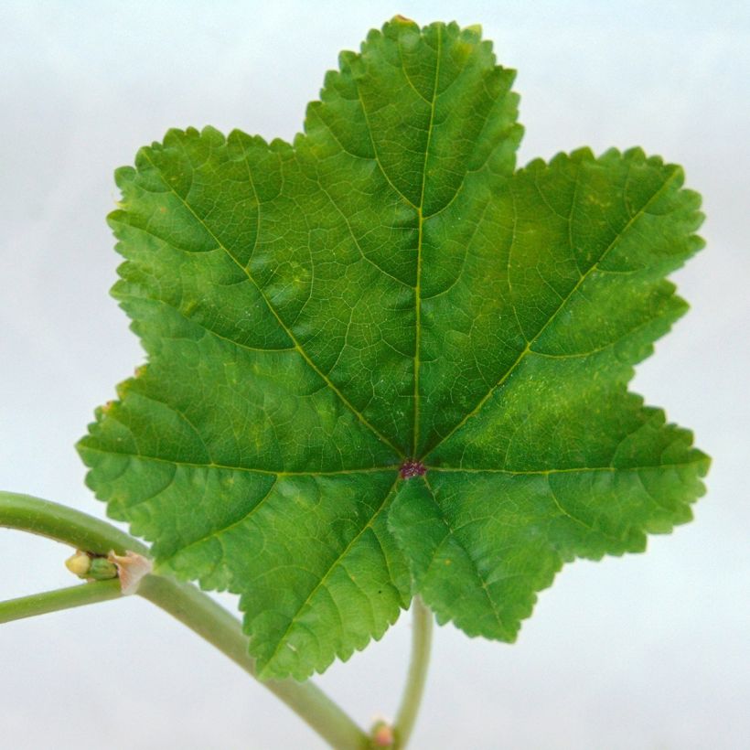 Malva sylvestris - Malva selvatica (Foliage)