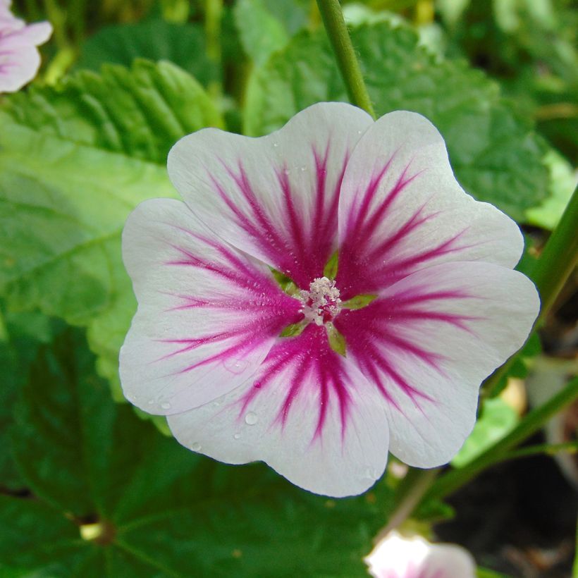 Malva sylvestris - Malva selvatica (Flowering)