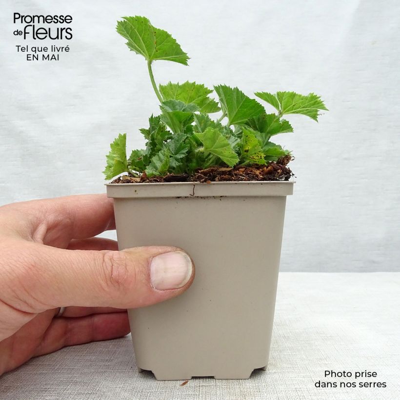 Malva sylvestris Primley Blue - Malva selvatica Vasetto da 8/9 cm esemplare consegnato in primavera