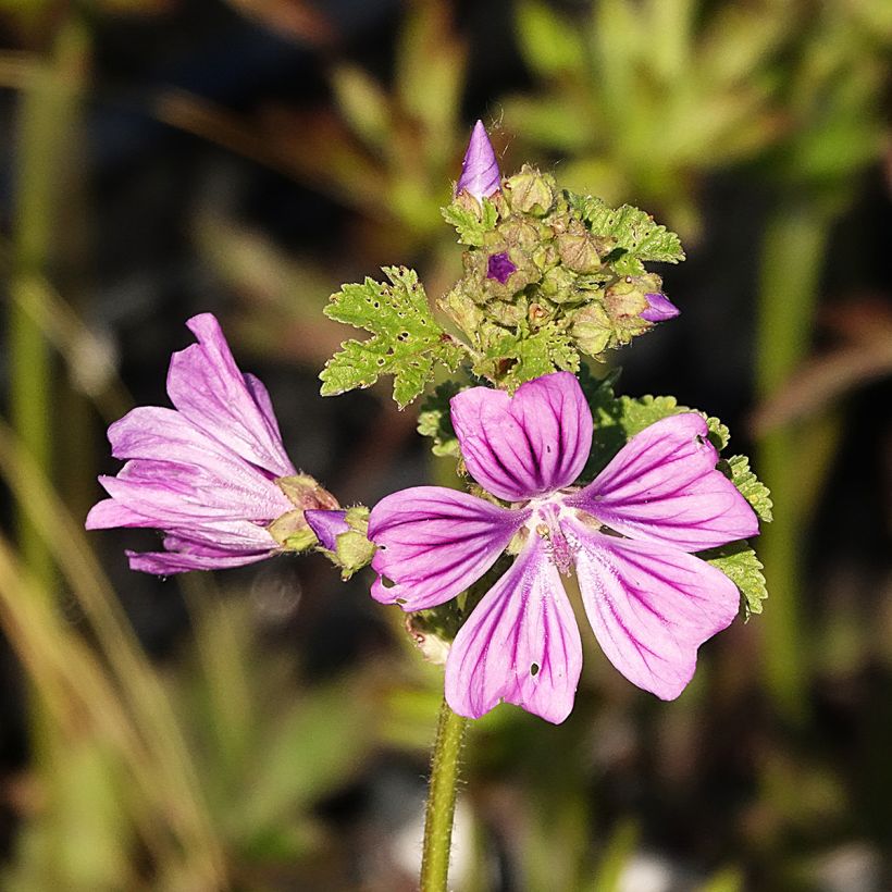 Malva sylvestris - Malva selvatica (Fioritura)