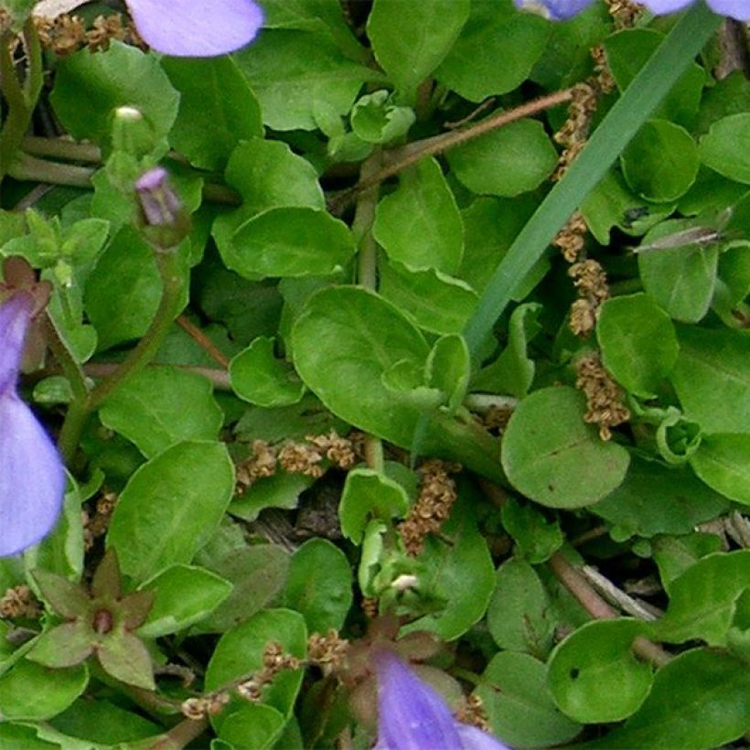 Mazus miquelii (Fogliame)