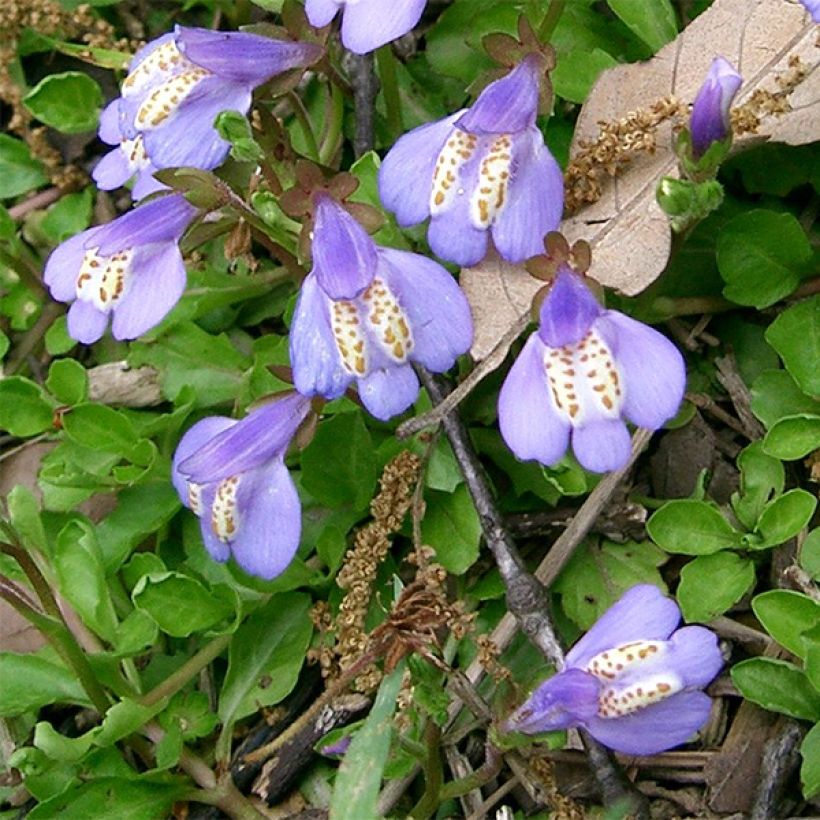 Mazus miquelii (Fioritura)