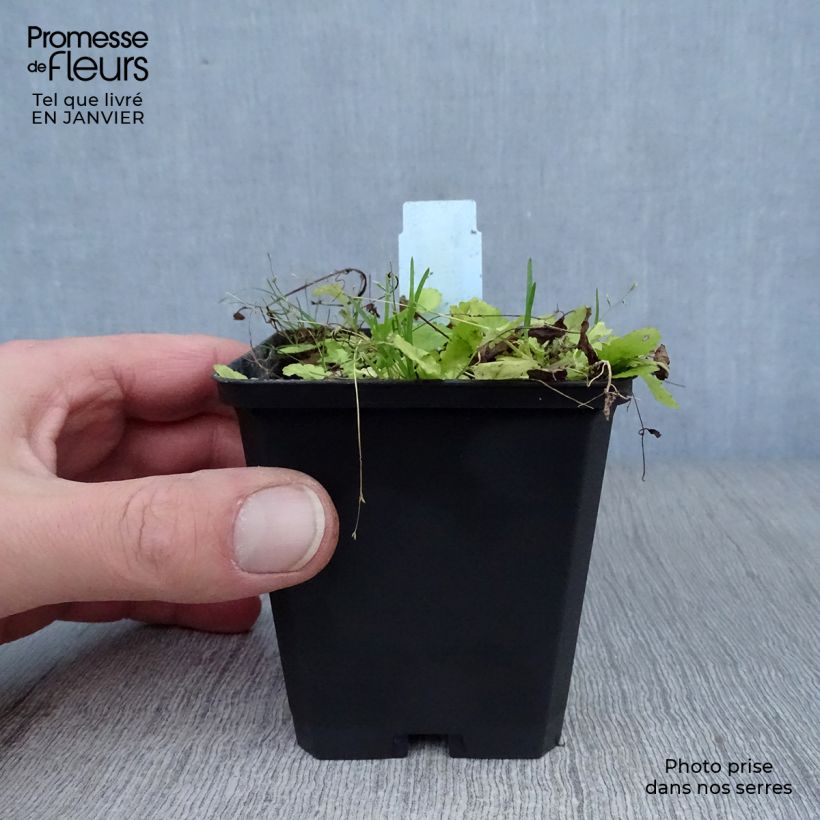 Mazus miquelii Vasetto da 8/9 cm esemplare consegnato in inverno